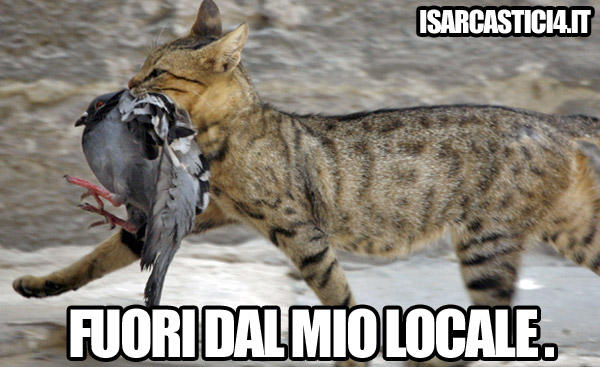 Cat meme - fuori dal mio locale