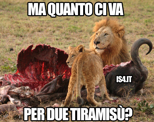 Cat meme - servizio scadente